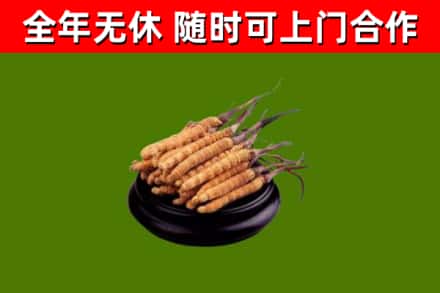 五寨县回收冬虫夏草
