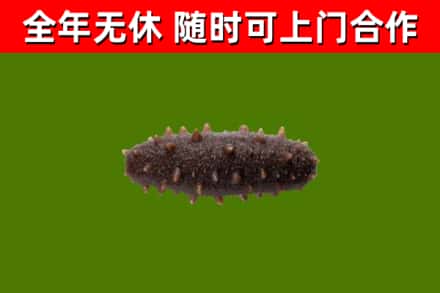 五寨县回收海参干